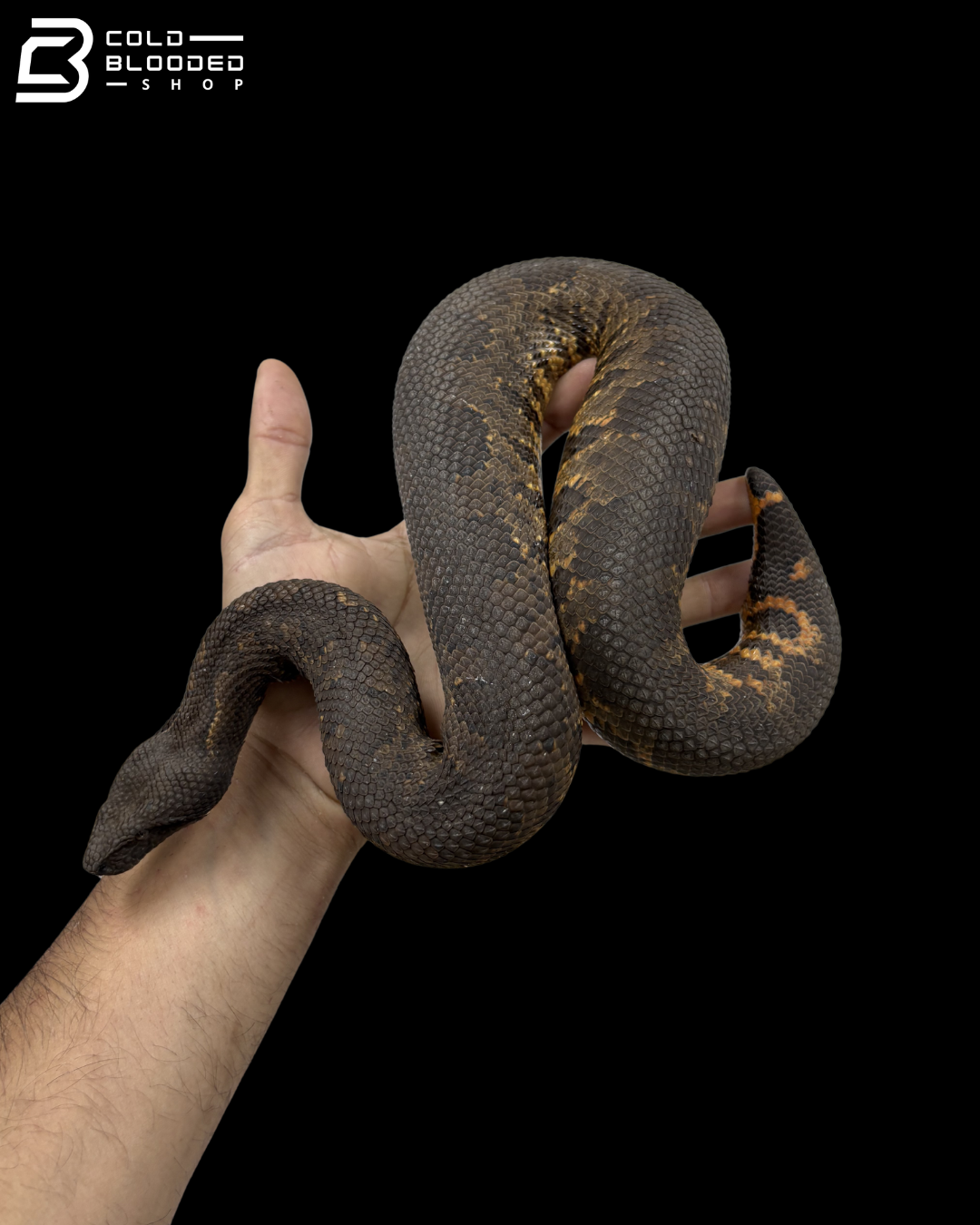 Viper Boa - Candoia Aspera