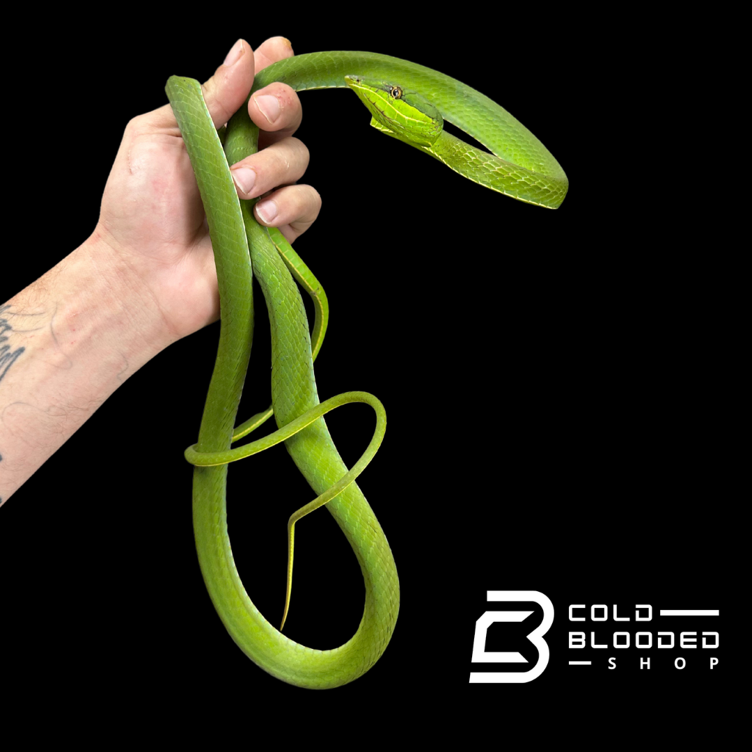 South American Giant Vine Snakes - Oxybelis Fulgidus