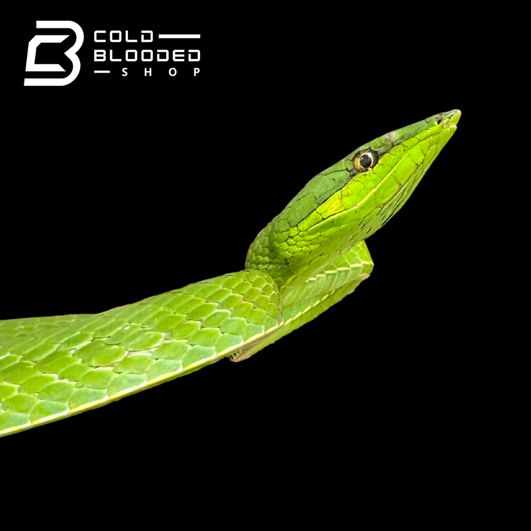 South American Giant Vine Snakes - Oxybelis Fulgidus