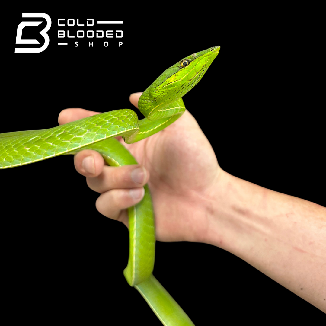 South American Giant Vine Snakes - Oxybelis Fulgidus