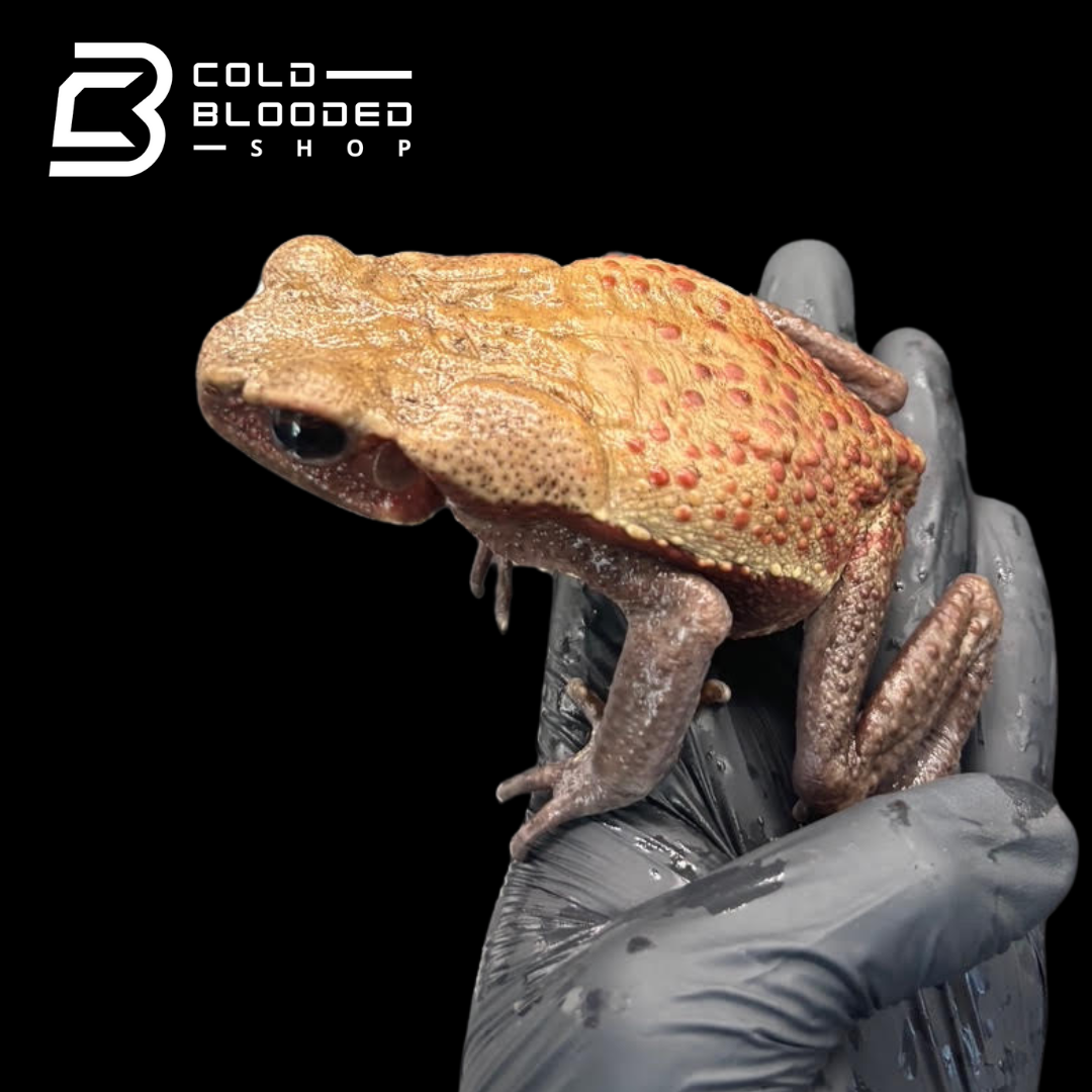 Smooth Sided Toad - Rhaebo Guttatus