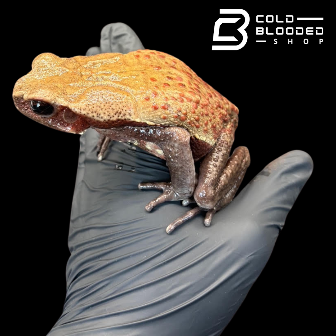 Smooth Sided Toad - Rhaebo Guttatus