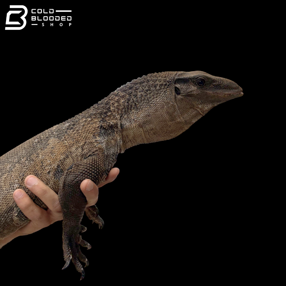 Proven Breeder Pair Black Roughneck Monitors - Varanus Rudicollis