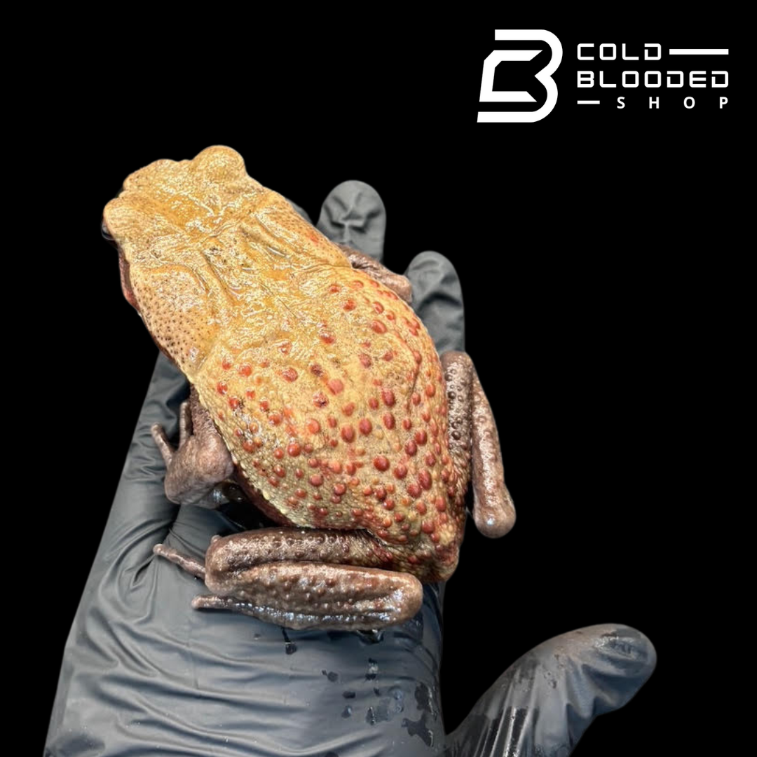 Smooth Sided Toad - Rhaebo Guttatus