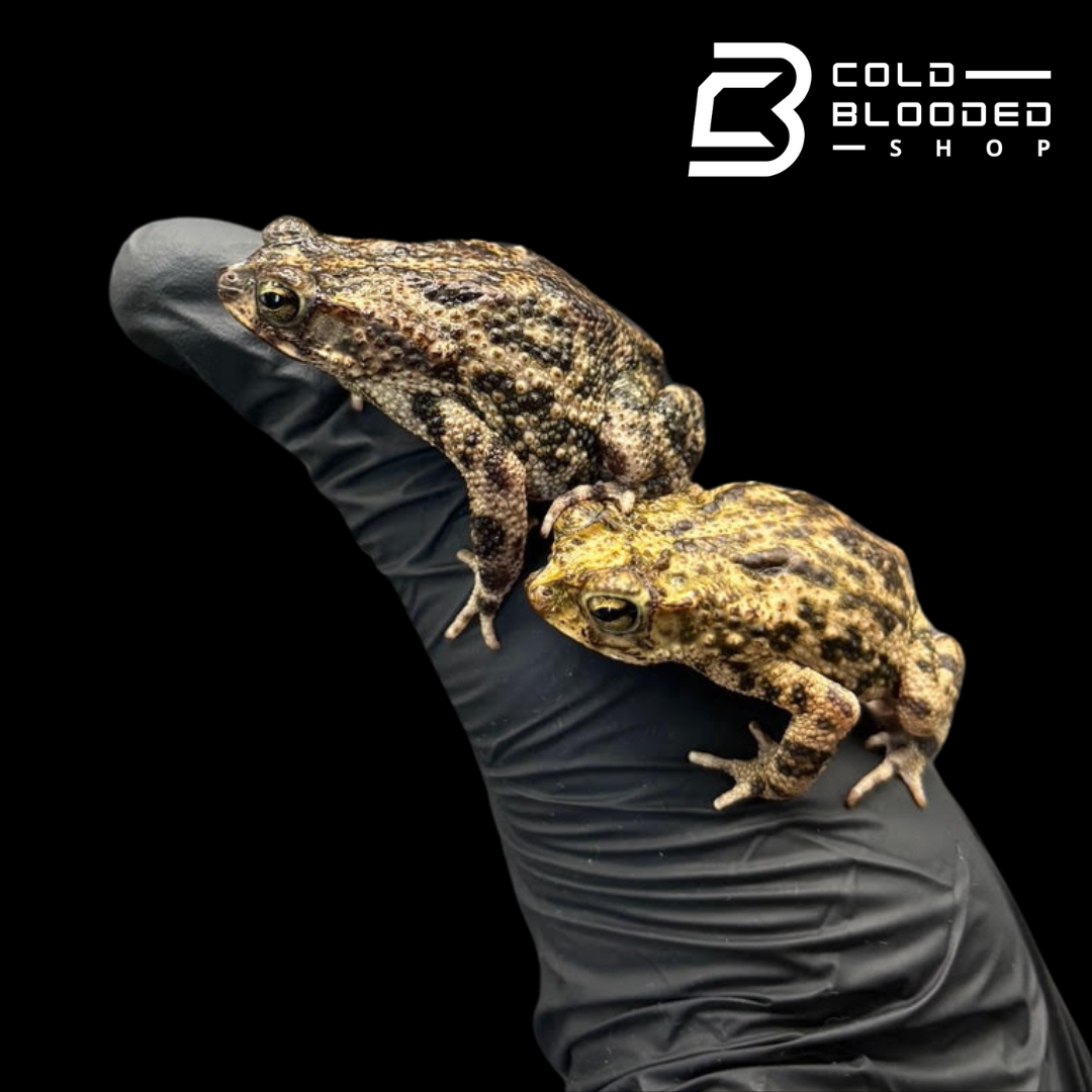 Common Suriname toad - bufo marmurata