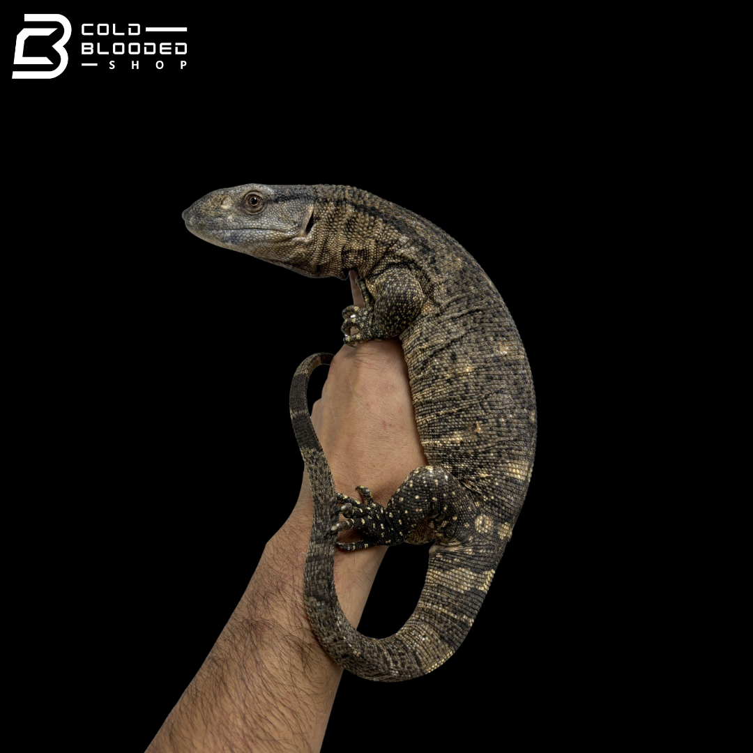 Juvenile Black Throat Monitors - Varanus albigularis microstictus