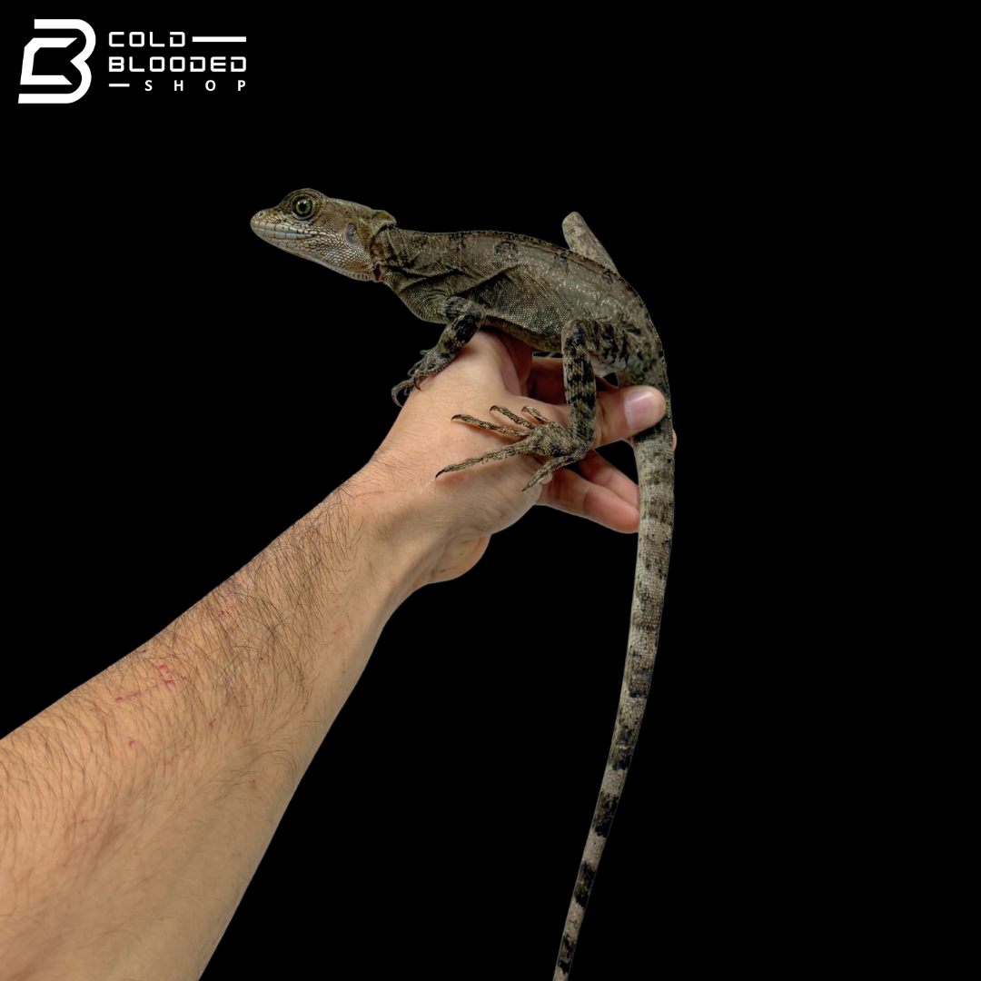 Common basilisks - Basiliscus basiliscus