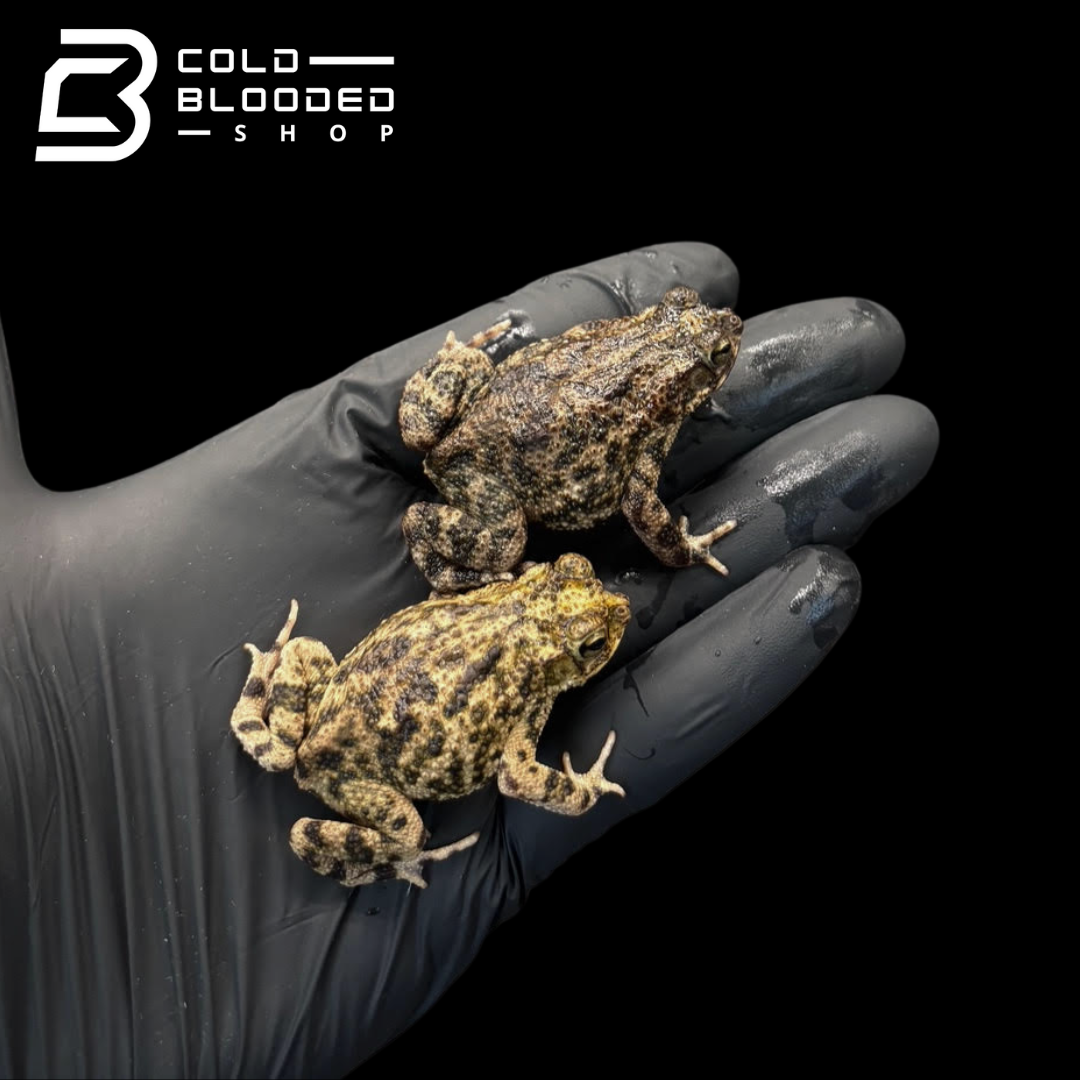 Common Suriname toad - bufo marmurata