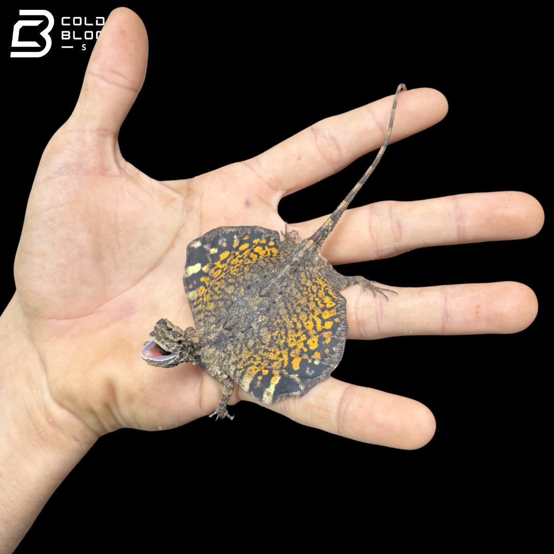 Common Flying Dragon - Draco volans