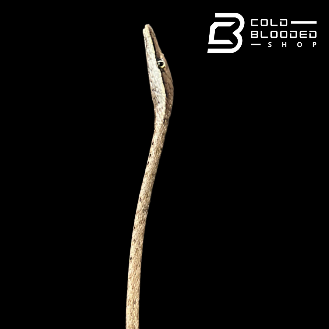 Daudin's Vine Snake - Oxybelis Aeneus