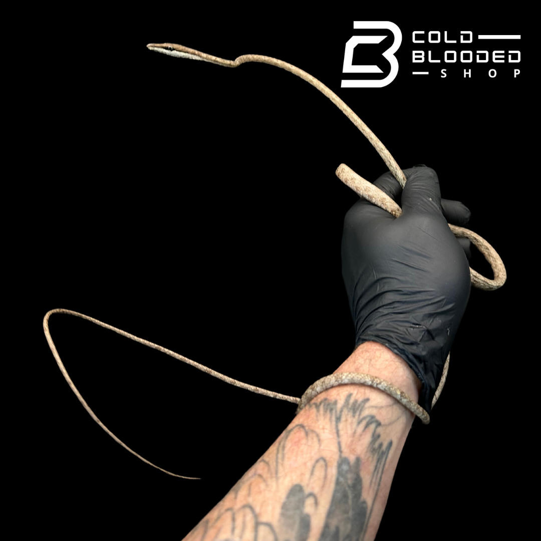 Daudin's Vine Snake - Oxybelis Aeneus