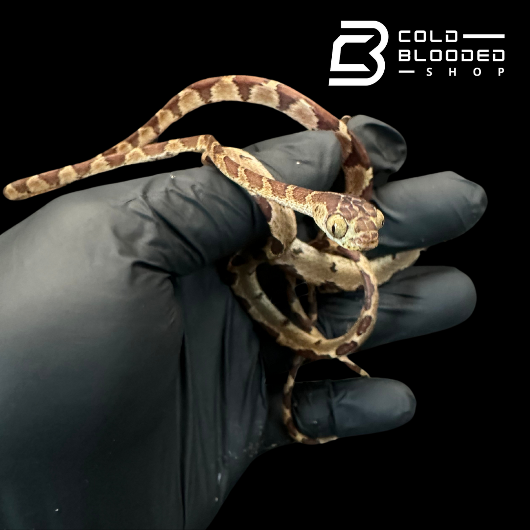 Blunt Headed Tree Snake - Imantodes Cenchoa