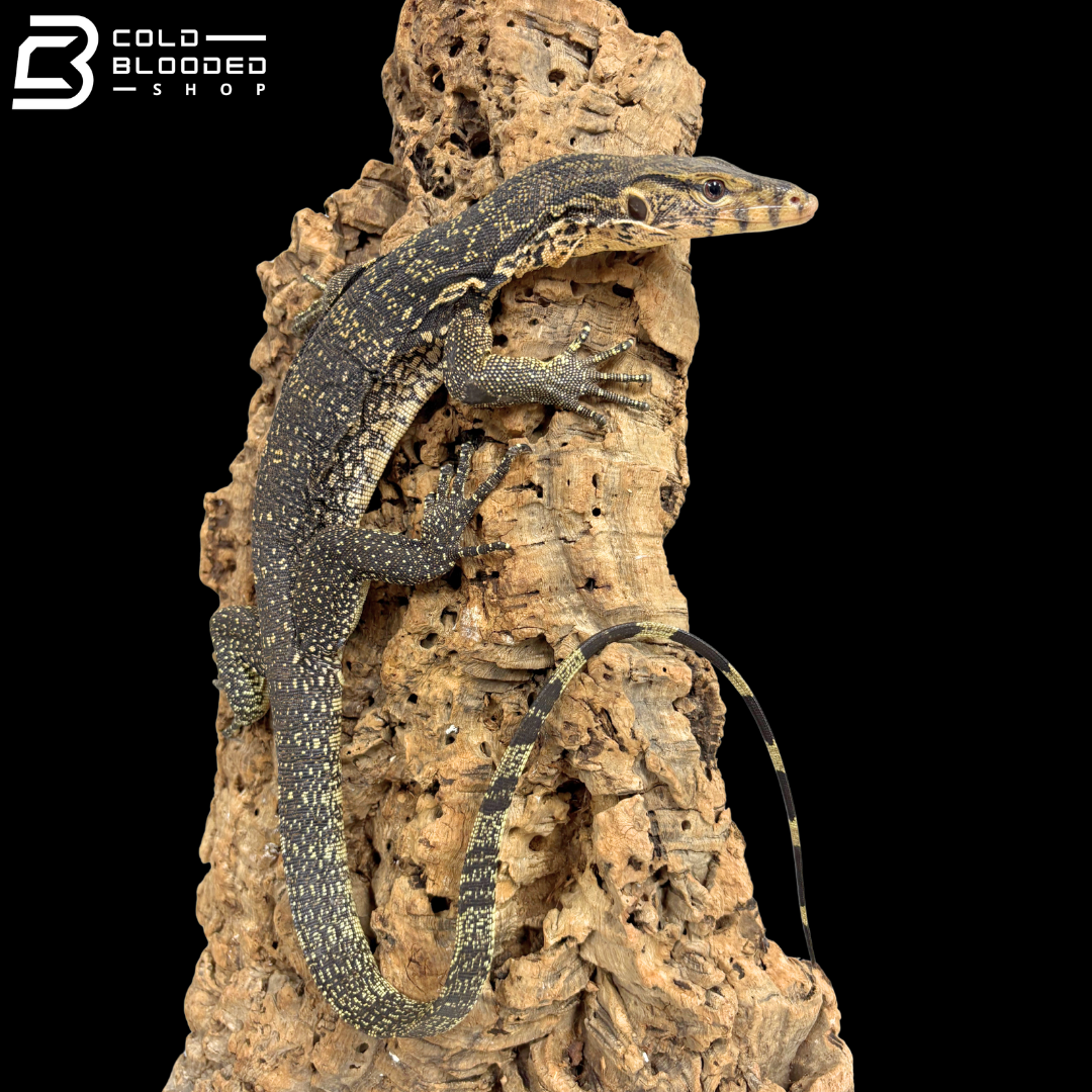 Juvenile Asian Water Monitors - Varanus salvator