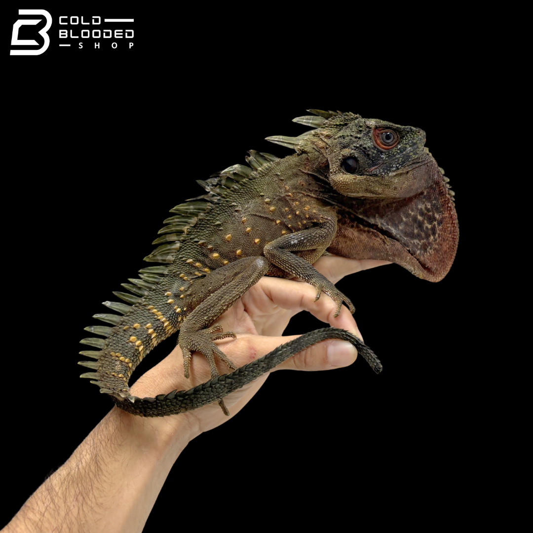Green Crowned Forest Dragon - Lophosaurus Dilophus