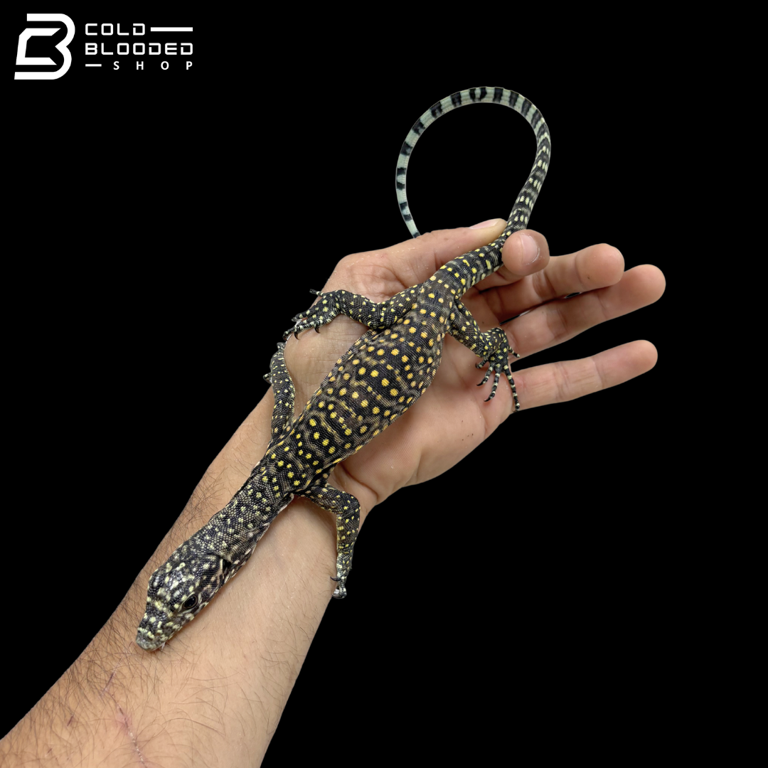 High Orange Pastel Blue Tailed Monitor - Varanus Doreanus