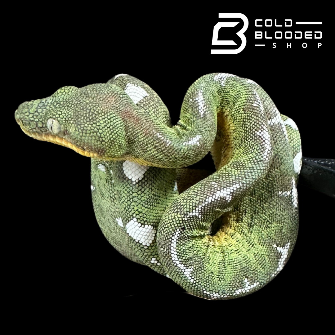Amazon Basin Emerald tree boa female #1 - Corallus Batesii
