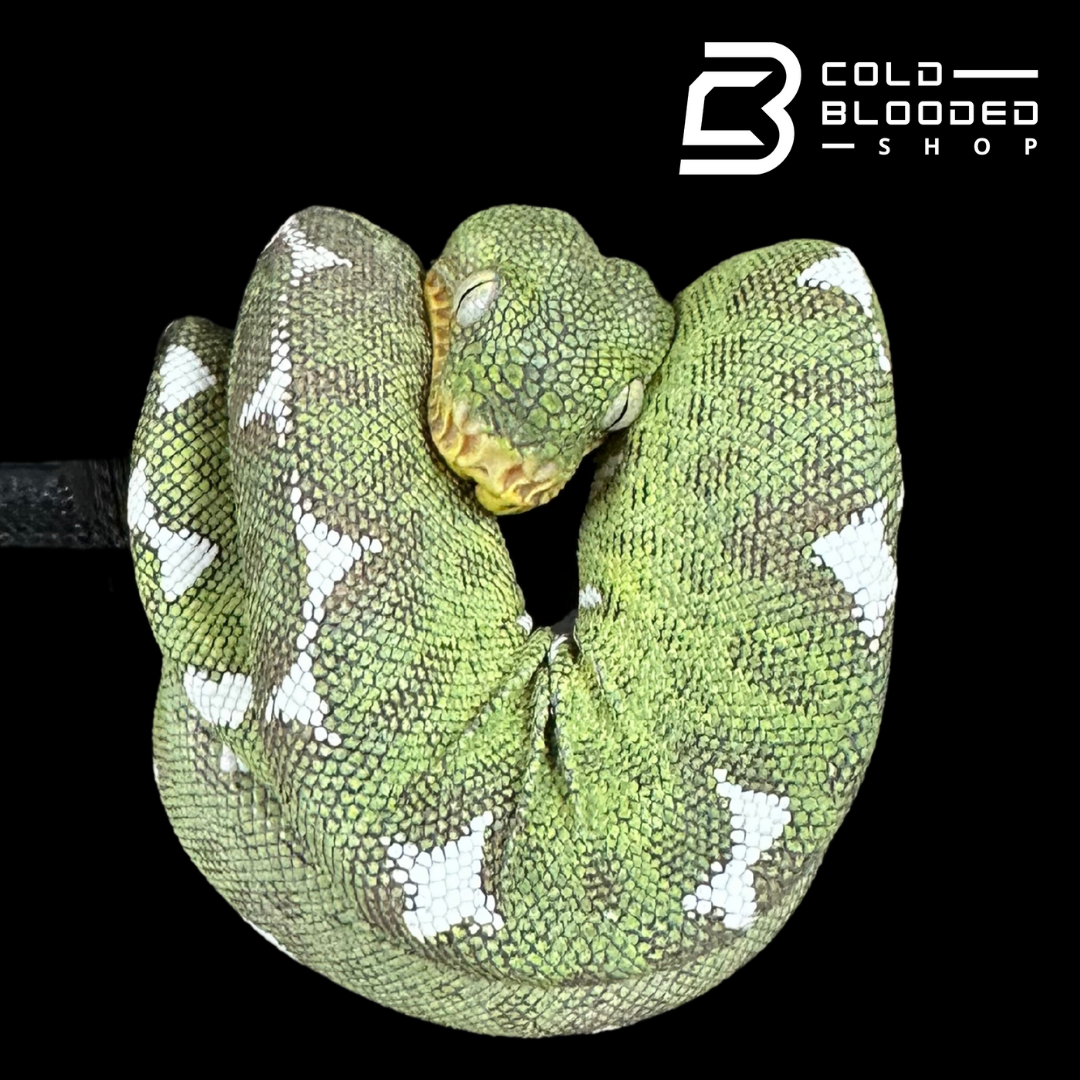 Amazon Basin Emerald tree boa female #1 - Corallus Batesii
