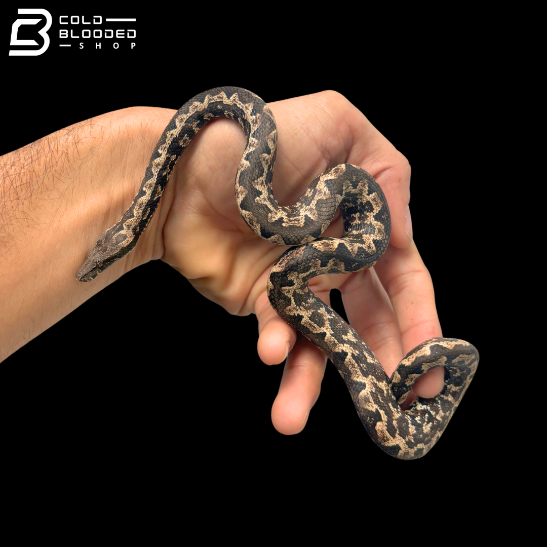 High White Male Halmahera Ground Boa - Candoia paulsoni tasmai