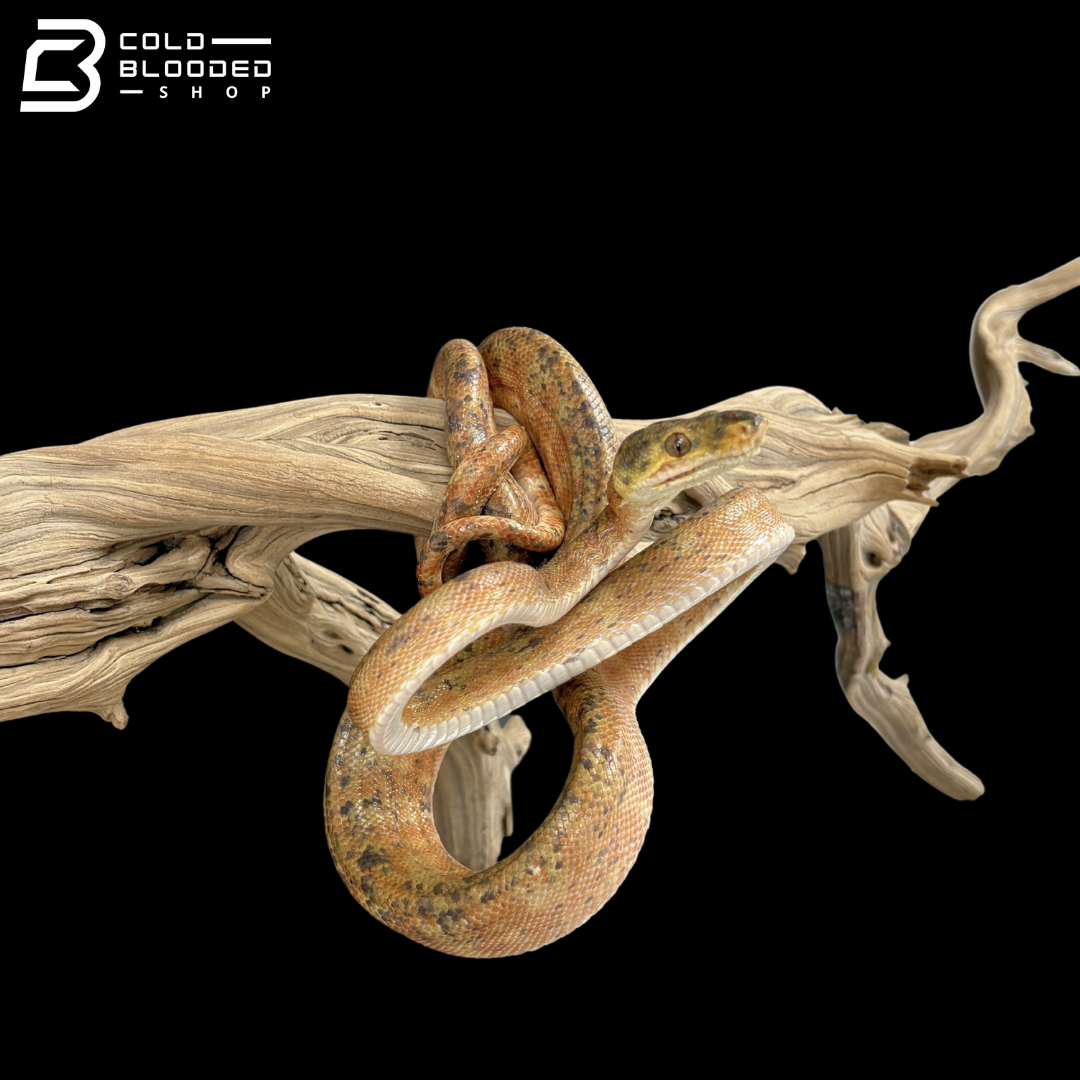 Male Orange Phase Amazon Tree Boa - Corallus Hortulanus