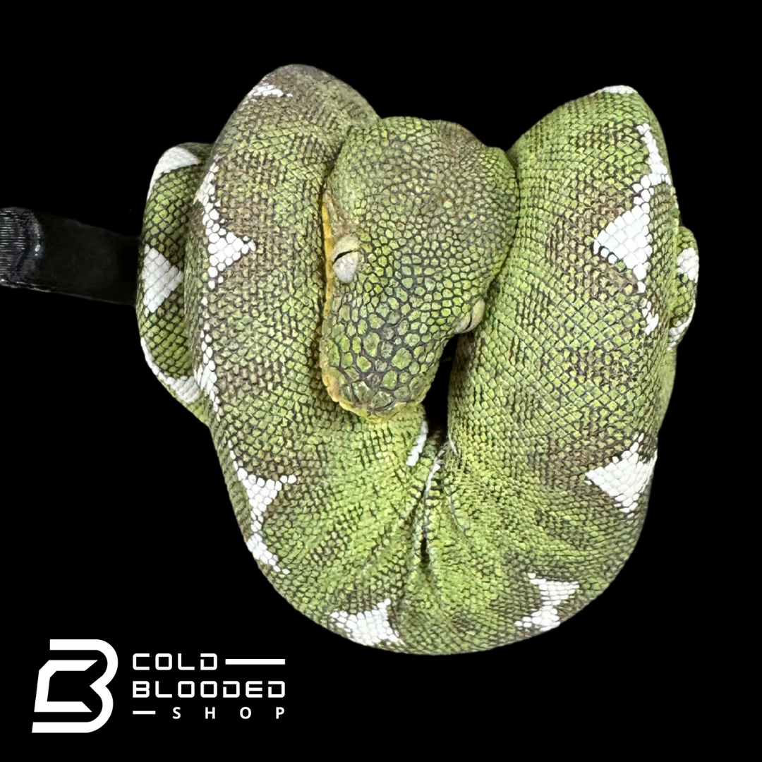Amazon Basin Emerald tree boa female #1 - Corallus Batesii