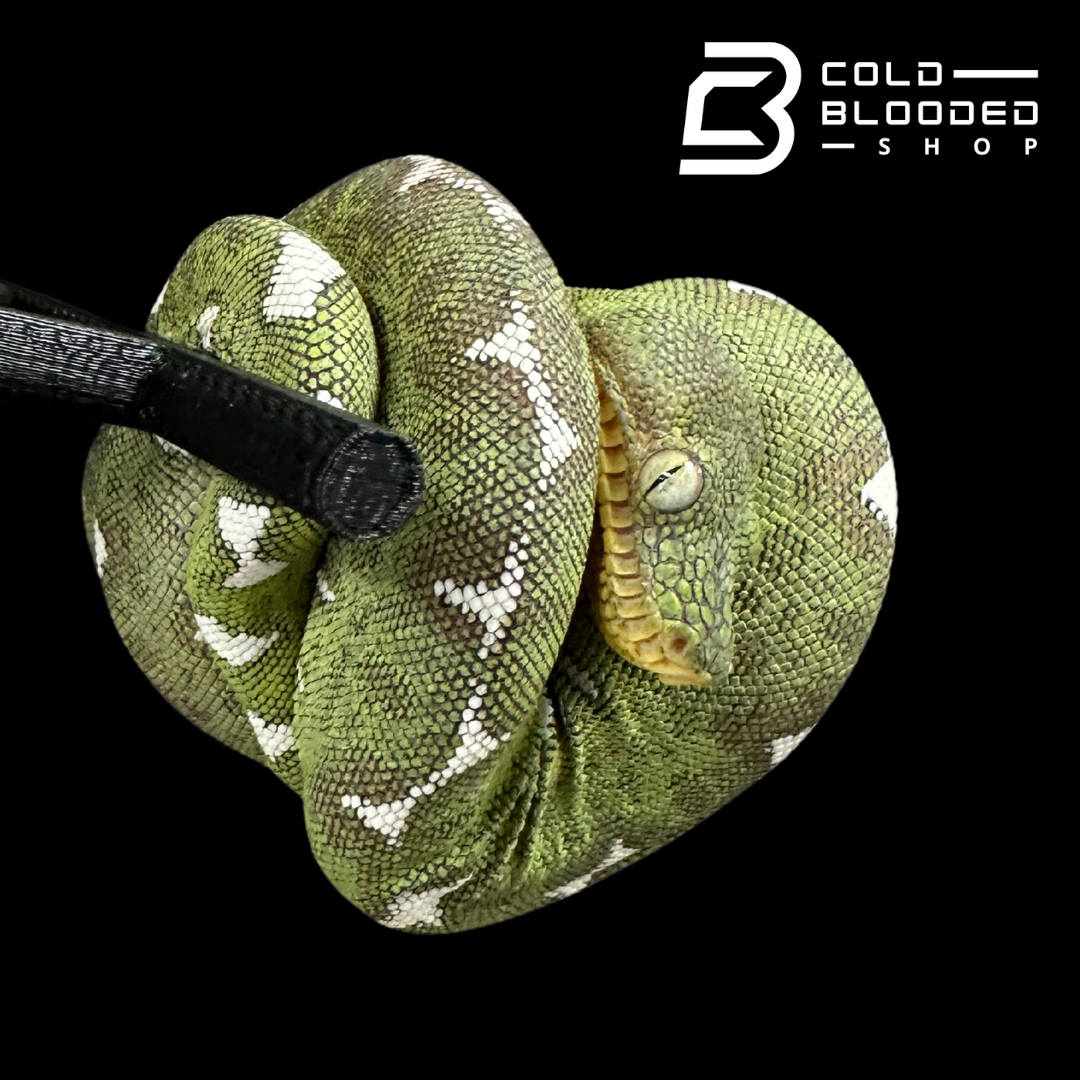 Amazon Basin Emerald tree boa female #1 - Corallus Batesii