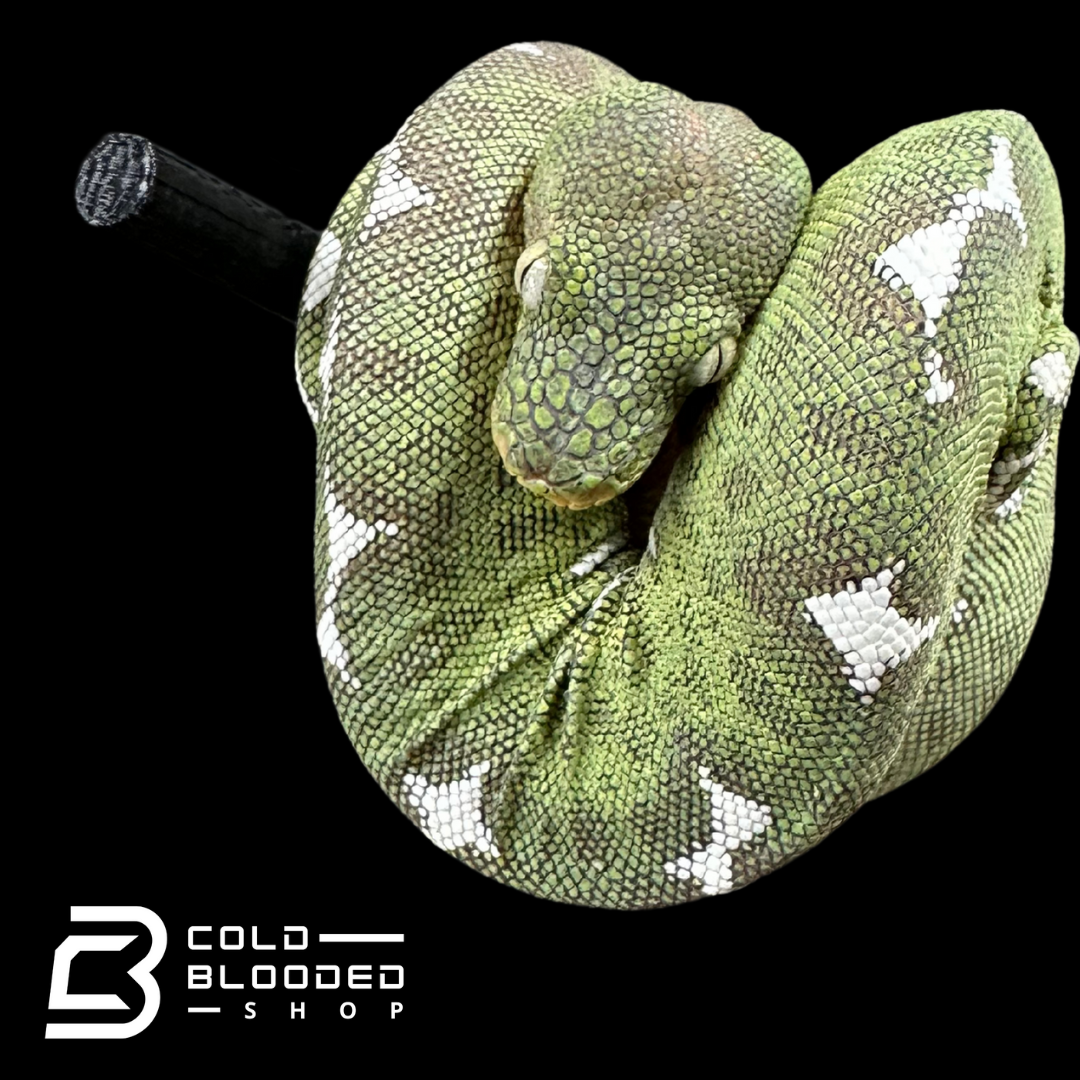 Amazon Basin Emerald tree boa female #1 - Corallus Batesii