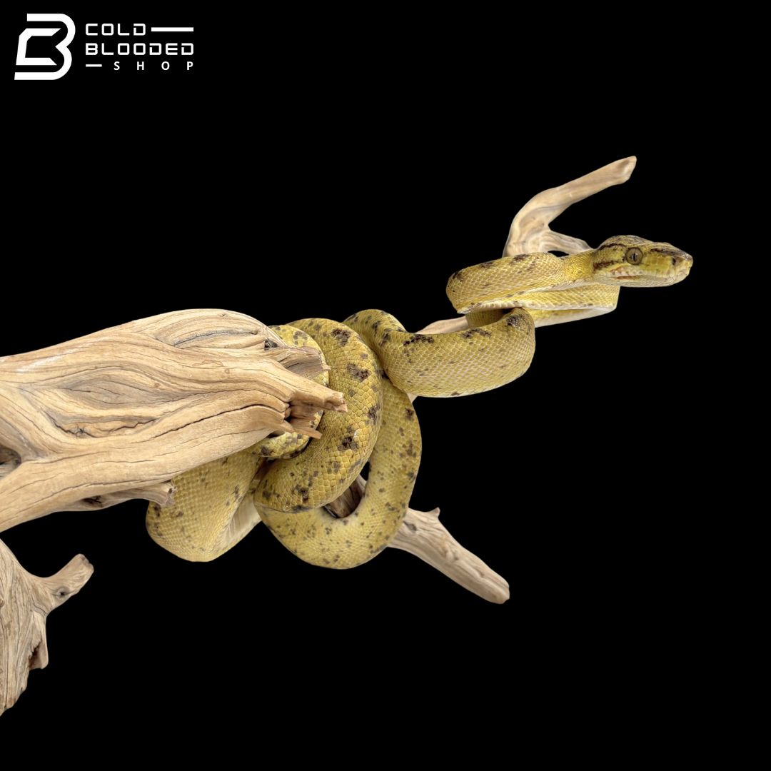 Male Yellow Phase Amazon Tree Boa - Corallus Hortulanus