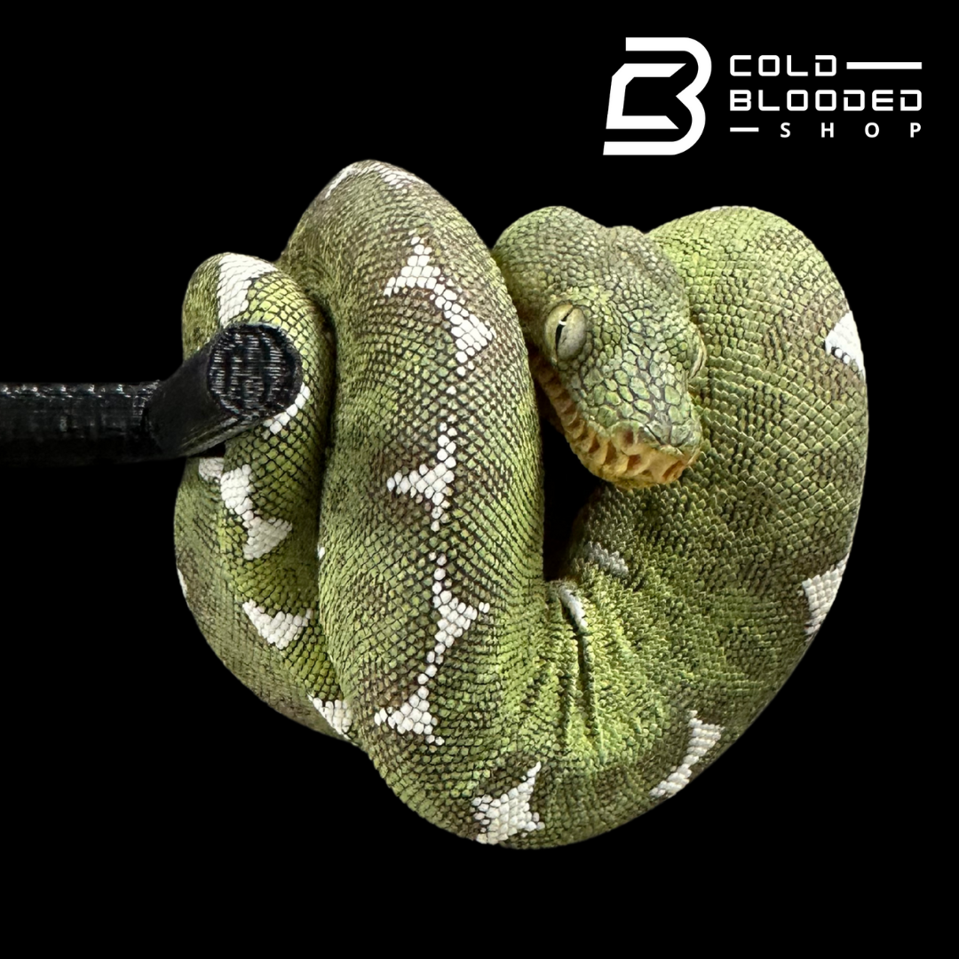 Amazon Basin Emerald tree boa female #1 - Corallus Batesii