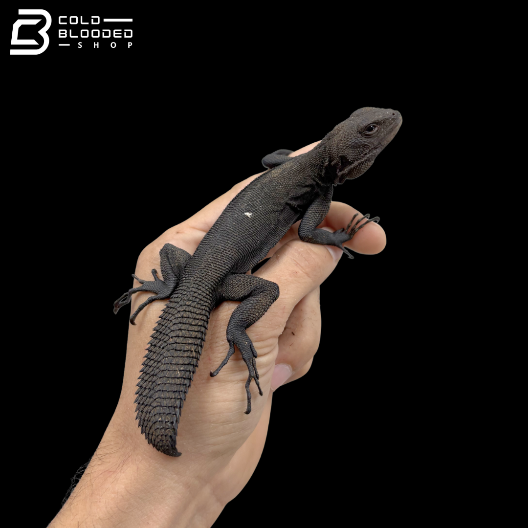 Adult Amazon Thorny Tail Iguanas - Uracentron flaviceps