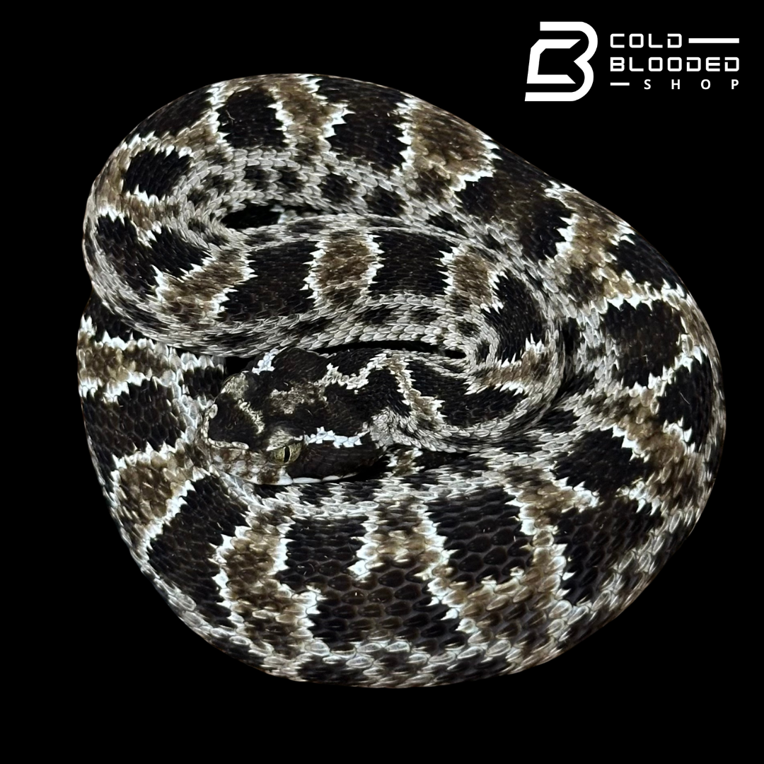 CBB Zoo Stock MALE #1 Barnett's lancehead - Bothrops barnetti