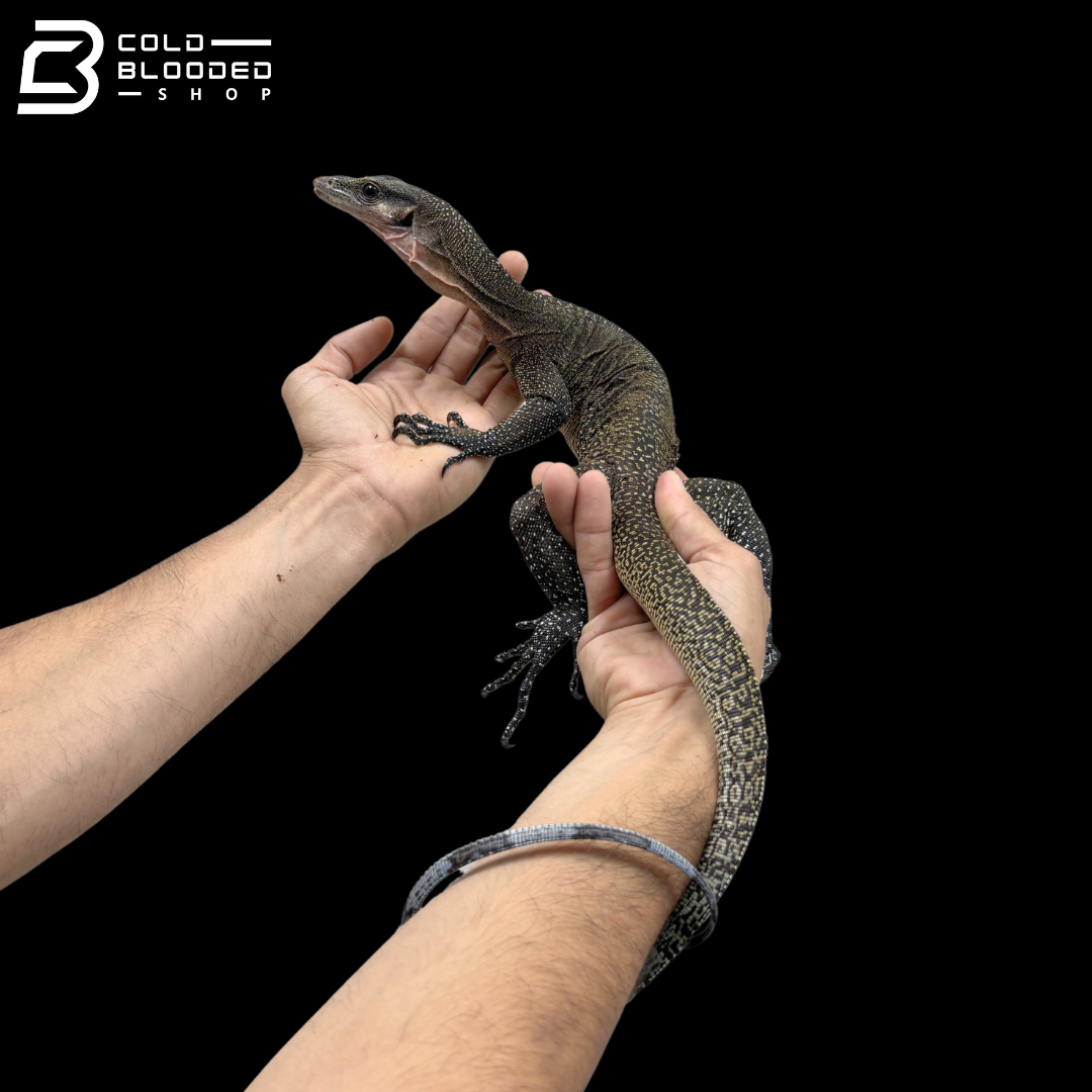 Subadult Jayapura Peach-throated Monitor - Varanus jobiensis