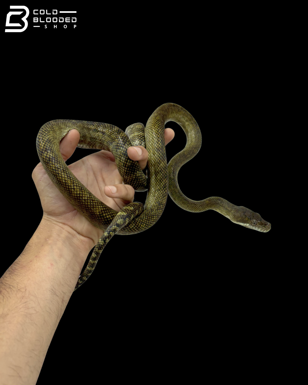 Moluccan Python - Morelia Clastolepis
