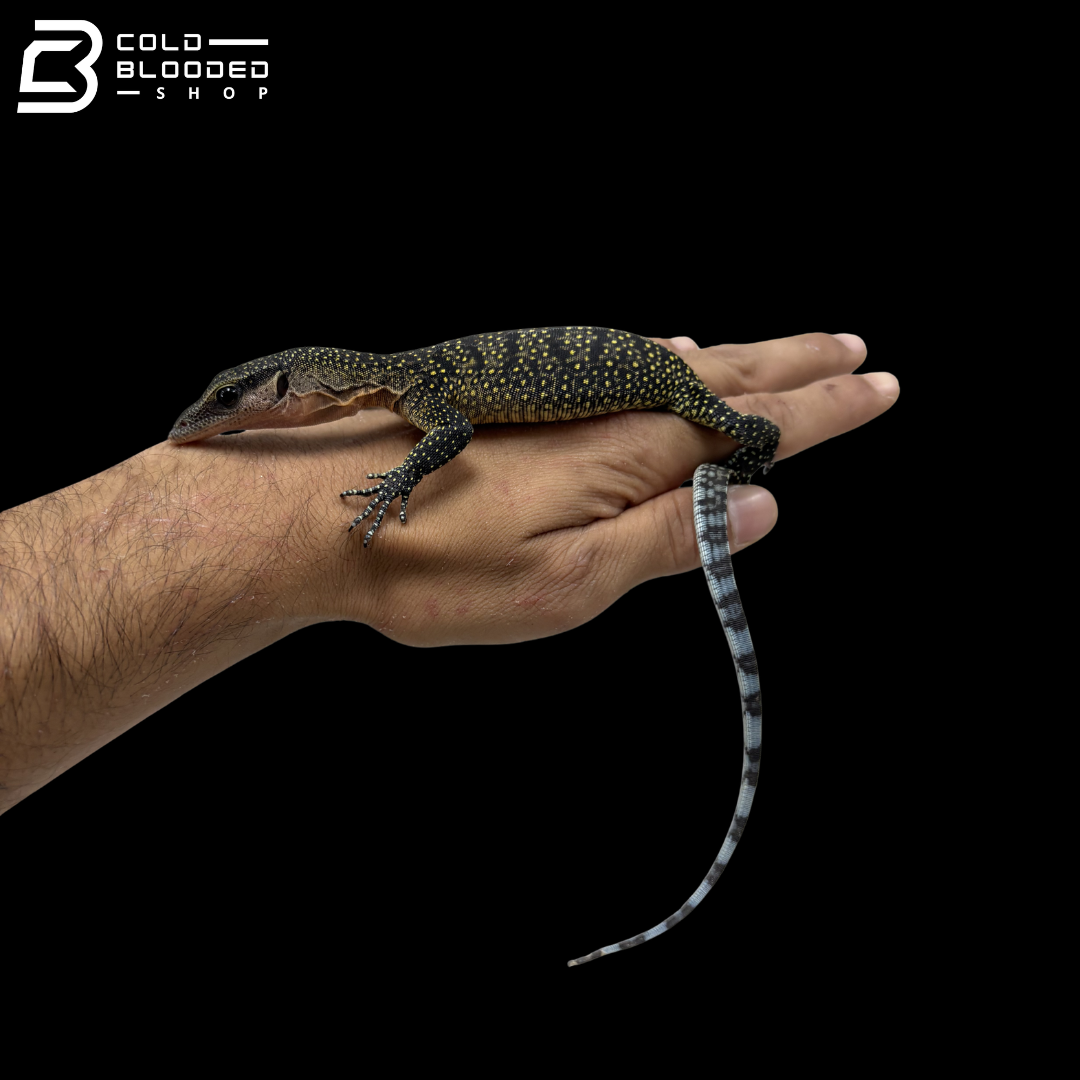 Baby Peach-throated Monitor - Varanus jobiensis