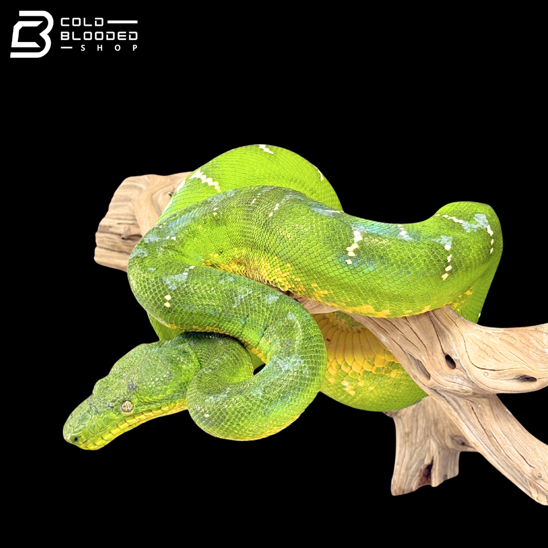 Adult Female Emerald Tree Boa - Corallus caninus