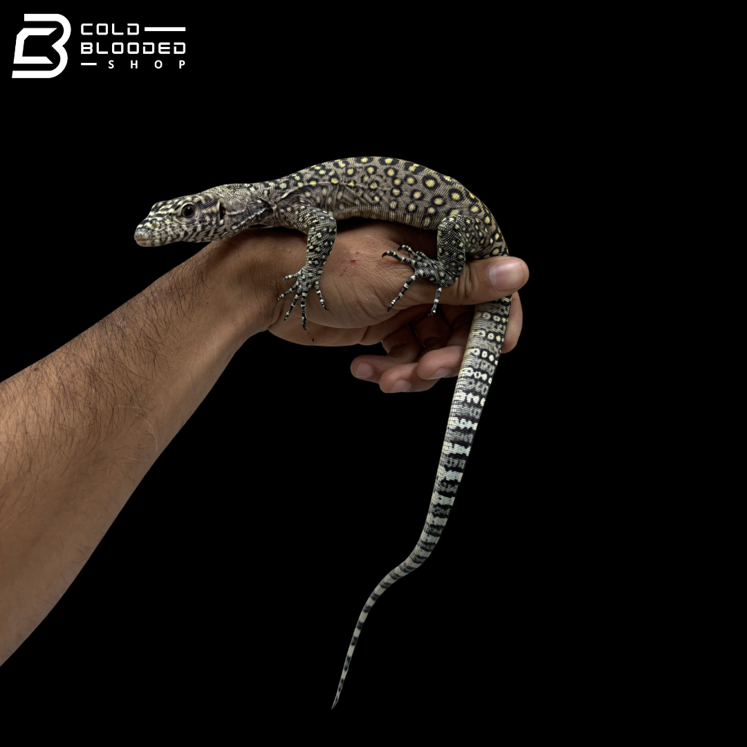 EXTREME PASTEL Blue Tailed Monitor - Varanus Doreanus