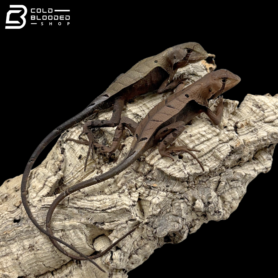 Western Dead Leaf Lizards - Stenocercus fimbriatus