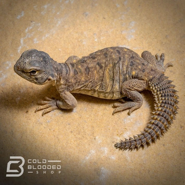 Baby Egyptian Uromastyx - Uromastyx aegyptia