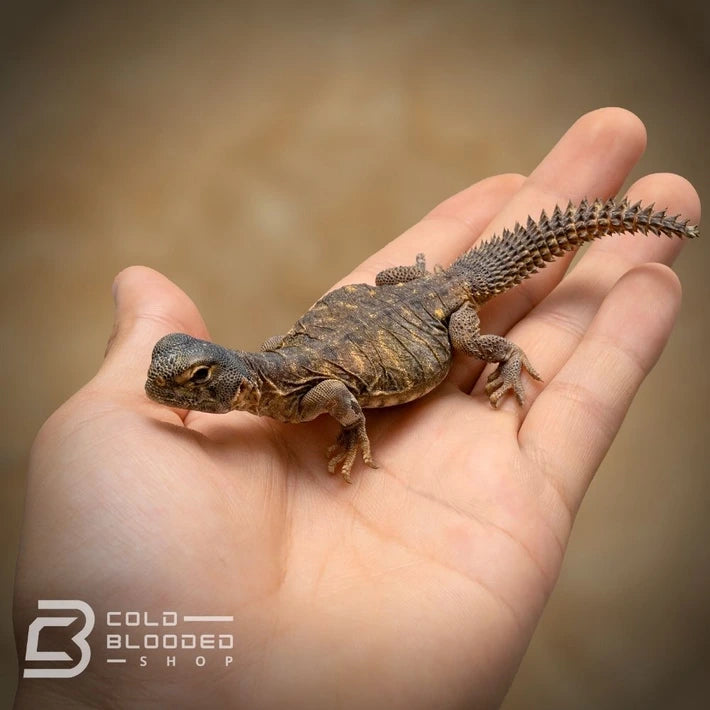 Baby Egyptian Uromastyx - Uromastyx aegyptia