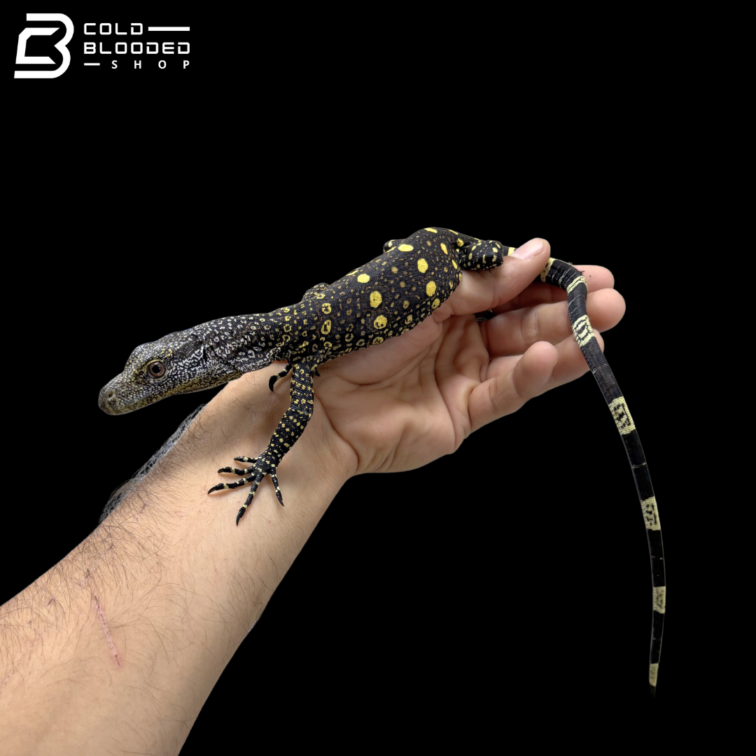 CBB Hatchling Crocodile Monitor - Varanus Salvadorii