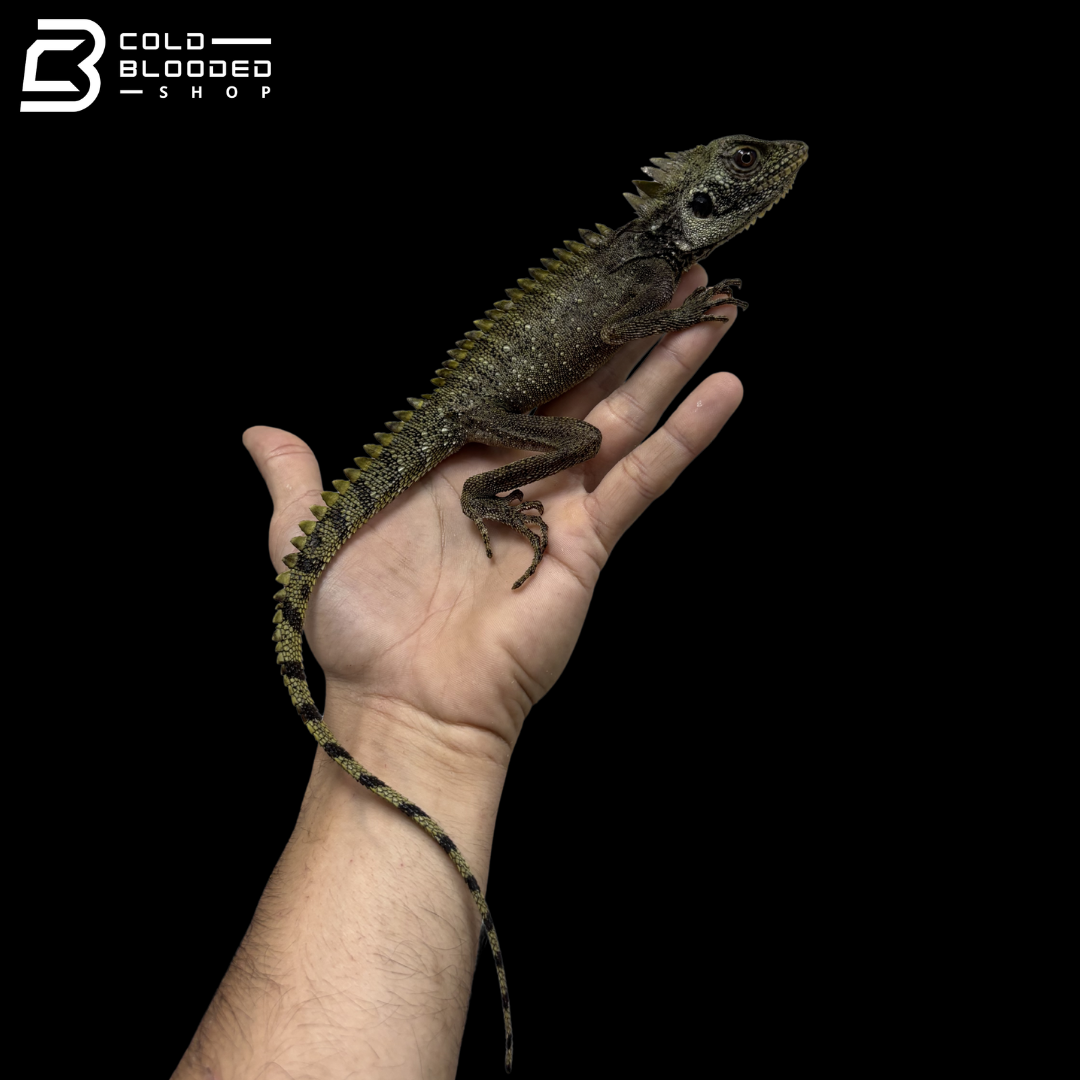 Female Crowned Forest Dragons - Lophosaurus Dilophus