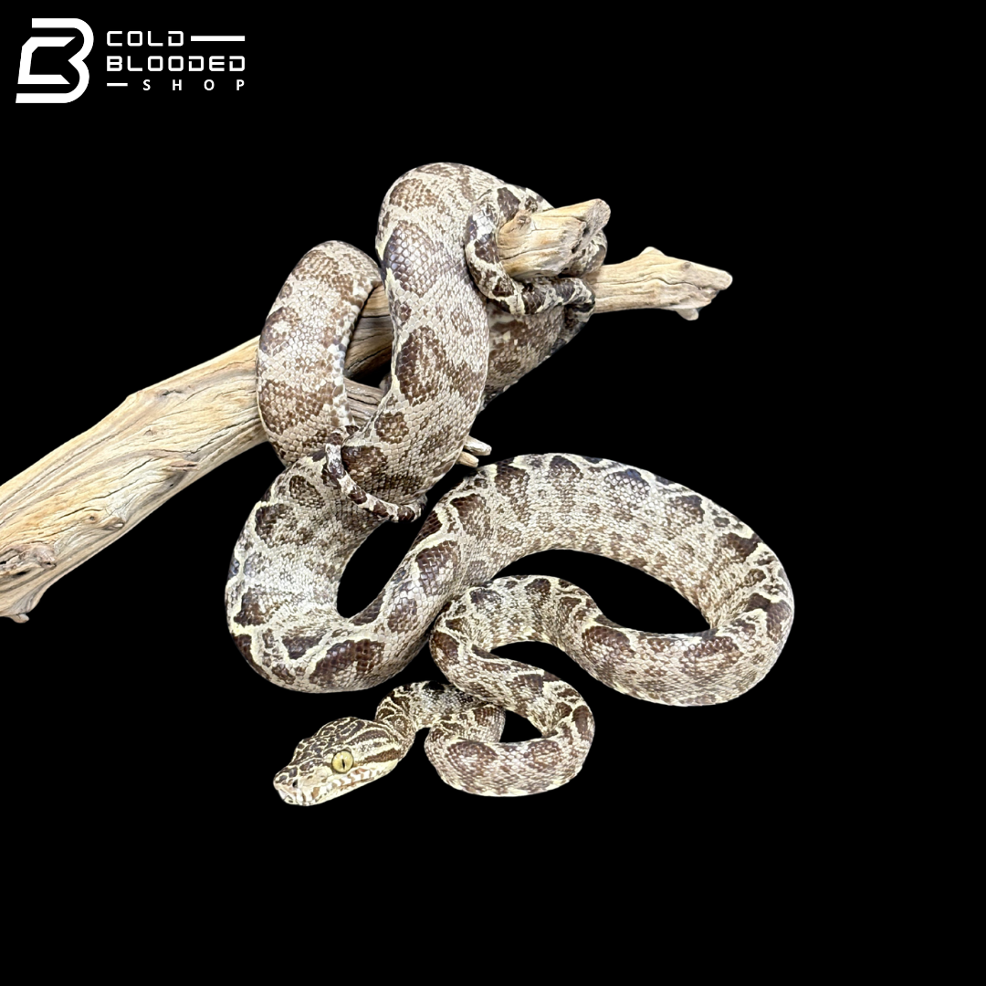 Male Garden Phase Amazon Tree Boa - Corallus Hortulanus