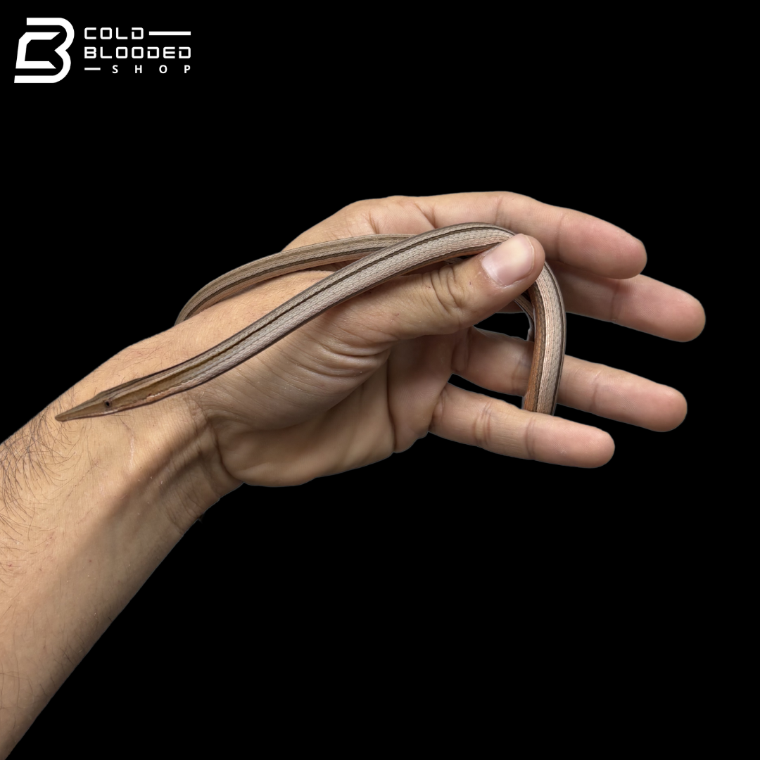 Striped Burton's Legless Lizards - Lialis burtonis