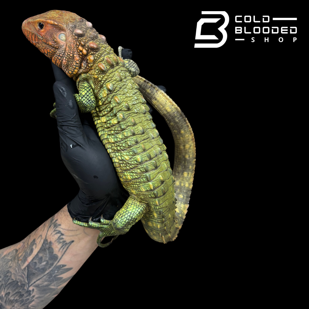 CBB Caiman Lizard Male #2 sub adult (Costa Rica zoo stock)- Dracaena guianensis