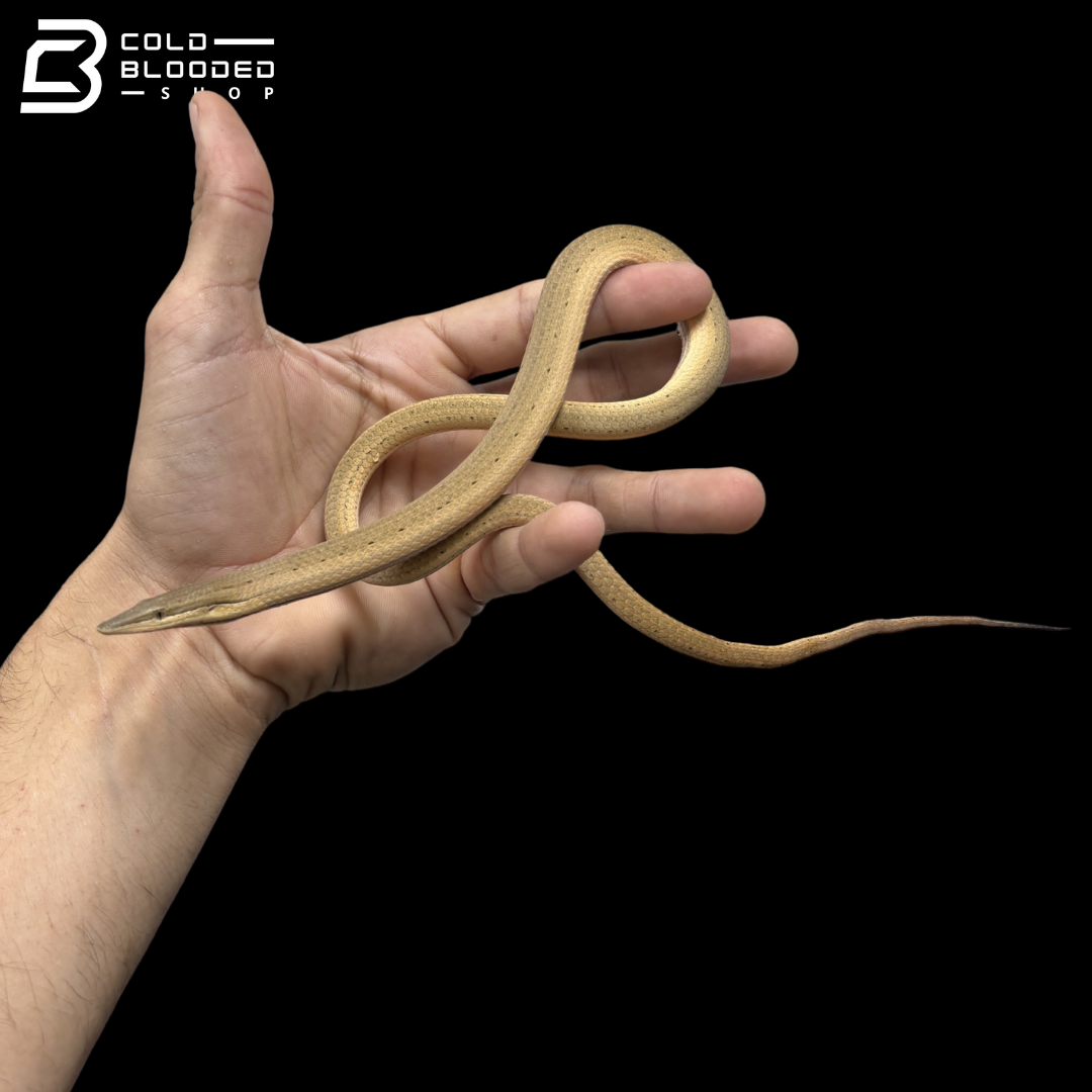 Burton's Legless Lizards - Lialis burtonis