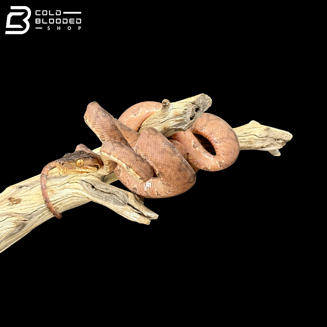 Garden Phase Amazon Tree Boa - Corallus Hortulanus