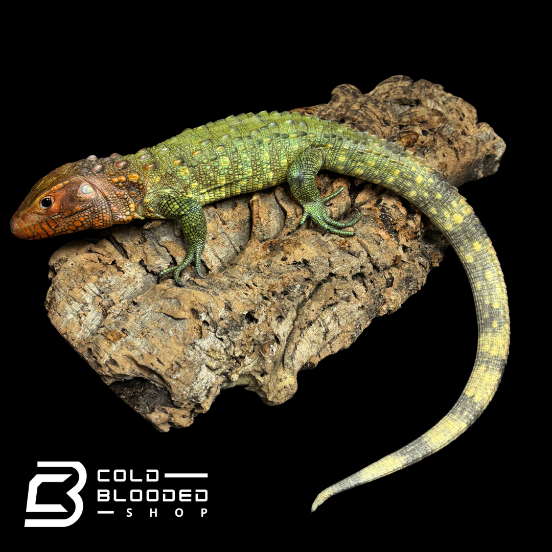 CBB Caiman Lizard Male #2 sub adult (Costa Rica zoo stock)- Dracaena guianensis
