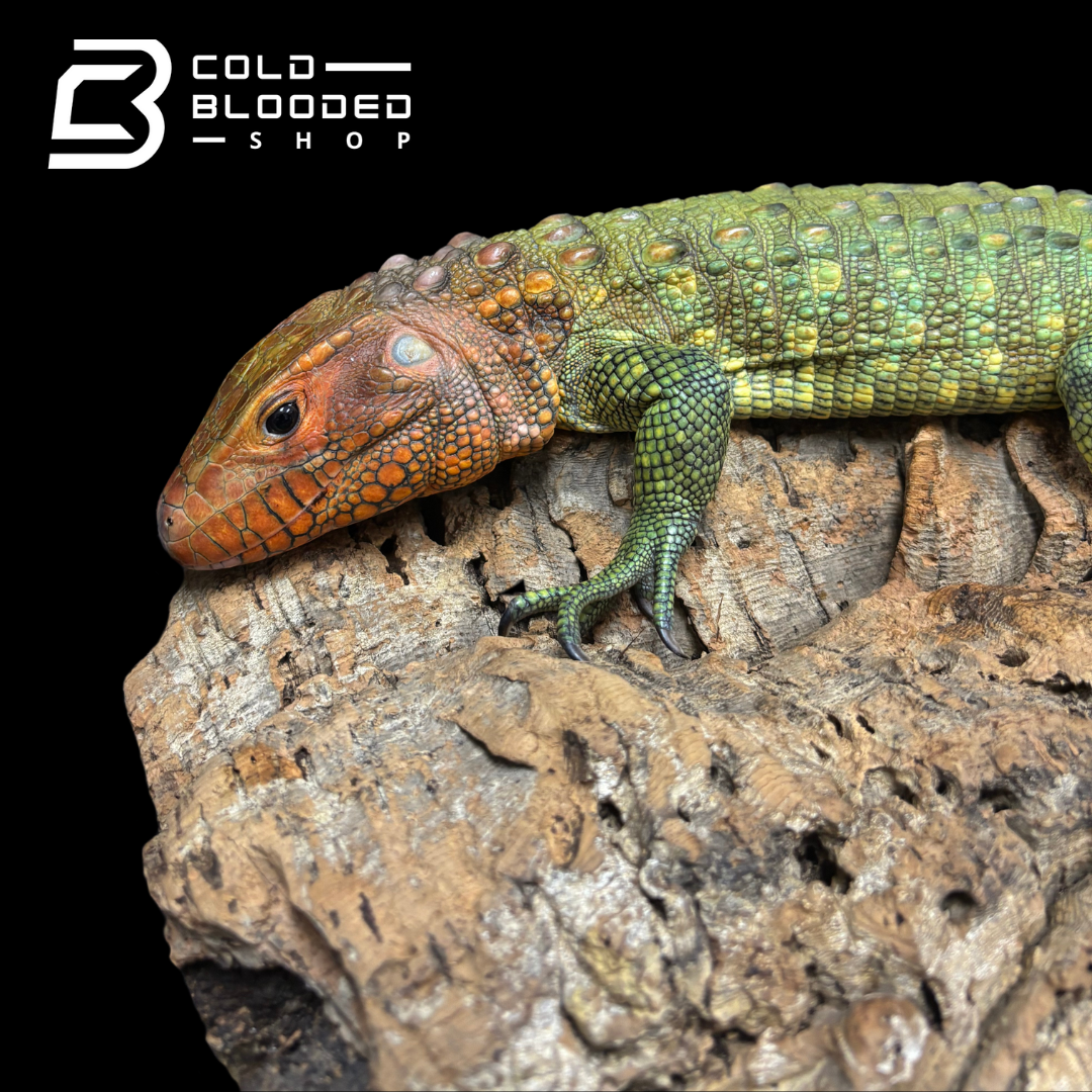 CBB Caiman Lizard Male #2 sub adult (Costa Rica zoo stock)- Dracaena guianensis