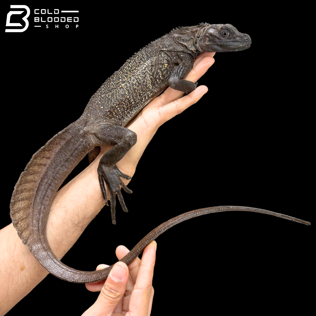 Male Black Sailfin Dragon Lizard - Hydrosaurus Celebensis