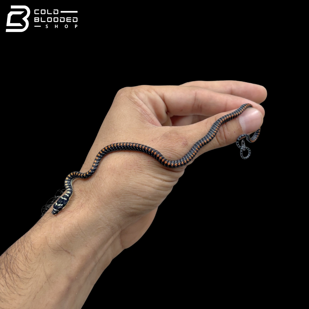 Baby Paradise Flying Snake - Chrysopelea Paradisi