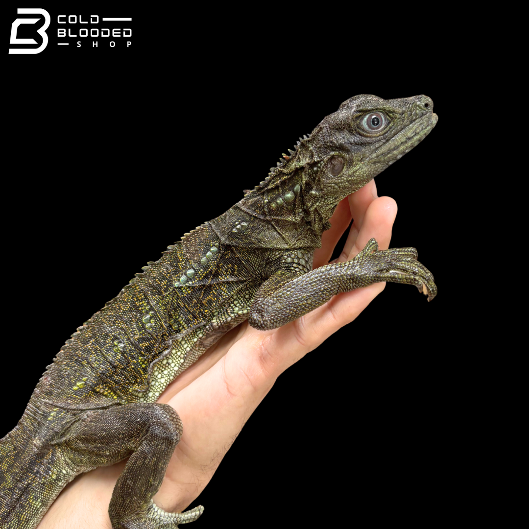 Female Weber's Sailfin Dragon Lizard - Hydrosaurus Weberi